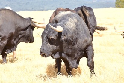Las reses fueron trasladas a pie y a caballo
