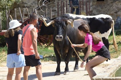 Las reses fueron trasladas a pie y a caballo