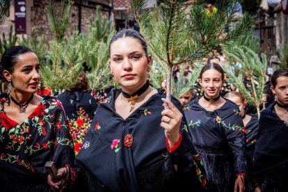 Una celebración festiva que conmemora cuando el pino se convirtió en arma