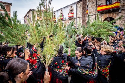 Una celebración festiva que conmemora cuando el pino se convirtió en arma