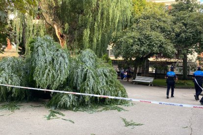 Susto en la Dehesa de Soria tras desgajarse una rama y parte del tronco de un árbol y caer sobre la fuente del 'niño meón'.