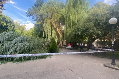 Susto en la Dehesa de Soria tras desgajarse una rama y parte del tronco de un árbol y caer sobre la fuente del 'niño meón'.