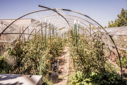 Vergeles en plena ciudad que llenan de alimentos sanos los platos de los quienes los cultivan
