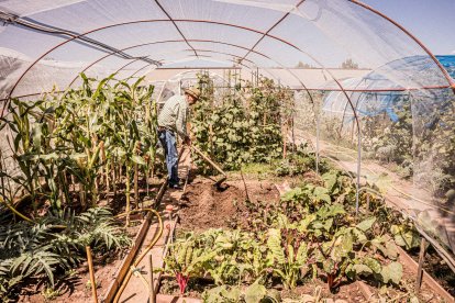 Vergeles en plena ciudad que llenan de alimentos sanos los platos de los quienes los cultivan