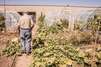 Vergeles en plena ciudad que llenan de alimentos sanos los platos de los quienes los cultivan