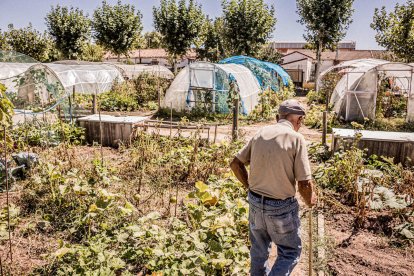 Vergeles en plena ciudad que llenan de alimentos sanos los platos de los quienes los cultivan