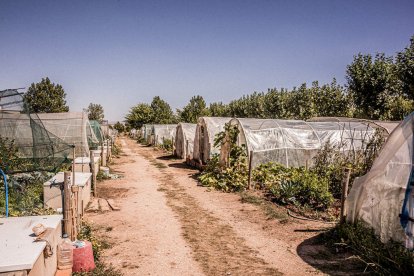 Vergeles en plena ciudad que llenan de alimentos sanos los platos de los quienes los cultivan