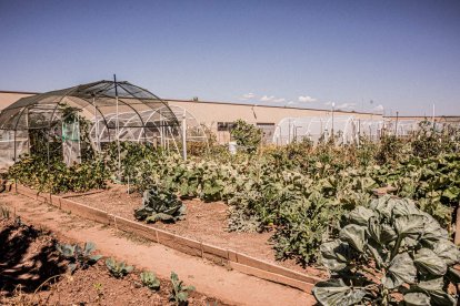 Vergeles en plena ciudad que llenan de alimentos sanos los platos de los quienes los cultivan