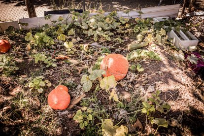 Vergeles en plena ciudad que llenan de alimentos sanos los platos de los quienes los cultivan