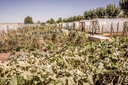 Vergeles en plena ciudad que llenan de alimentos sanos los platos de los quienes los cultivan