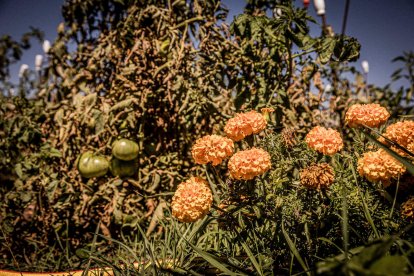 Vergeles en plena ciudad que llenan de alimentos sanos los platos de los quienes los cultivan