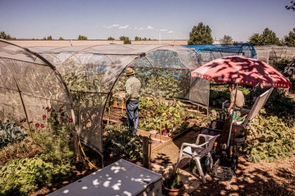 Vergeles en plena ciudad que llenan de alimentos sanos los platos de los quienes los cultivan