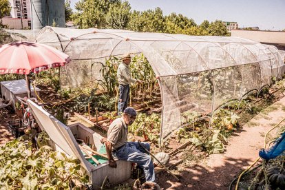 Vergeles en plena ciudad que llenan de alimentos sanos los platos de los quienes los cultivan