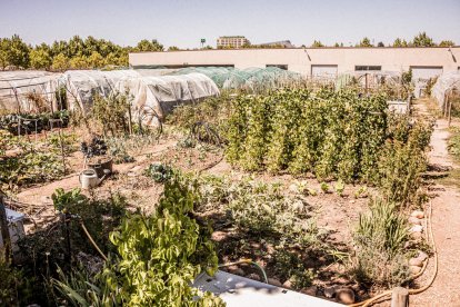 Vergeles en plena ciudad que llenan de alimentos sanos los platos de los quienes los cultivan