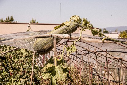 Vergeles en plena ciudad que llenan de alimentos sanos los platos de los quienes los cultivan