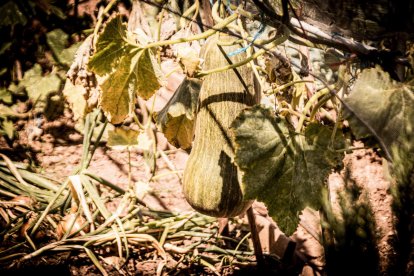Vergeles en plena ciudad que llenan de alimentos sanos los platos de los quienes los cultivan