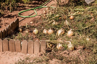 Vergeles en plena ciudad que llenan de alimentos sanos los platos de los quienes los cultivan