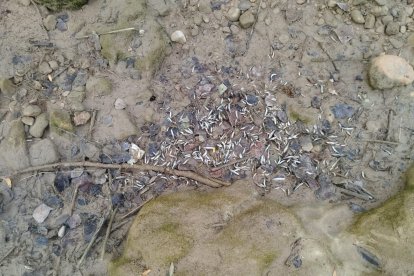 El río Abión, sin agua en algunos de sus tramos.