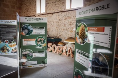 Arranca la Micotour de Otoño 2026 con la inauguración oficial en El Trinquete.