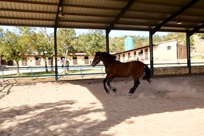 El centro ecuestre El Robledal acogió el Campeonato de España de Doma Clásica FEDDI.