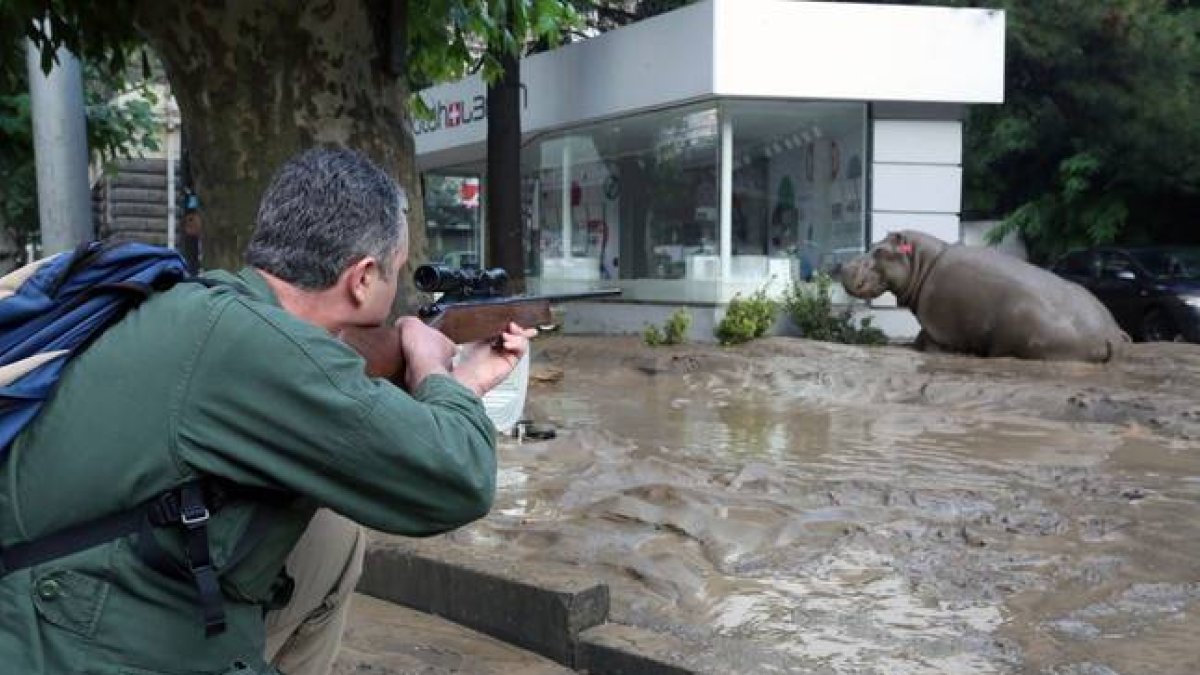Un hombre disparando tranquilizantes a un hipopótamo en las calles inundadas de Tiflis.-Foto:  EFE / GOBIERNO DE GEORGIA