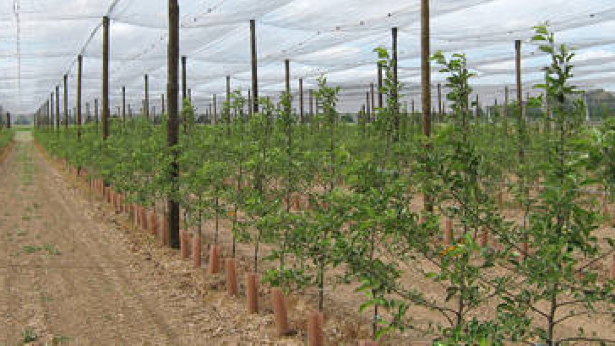 Plantación de manzanos de Nufri en La Rasa. / VALENTÍN GUISANDE-
