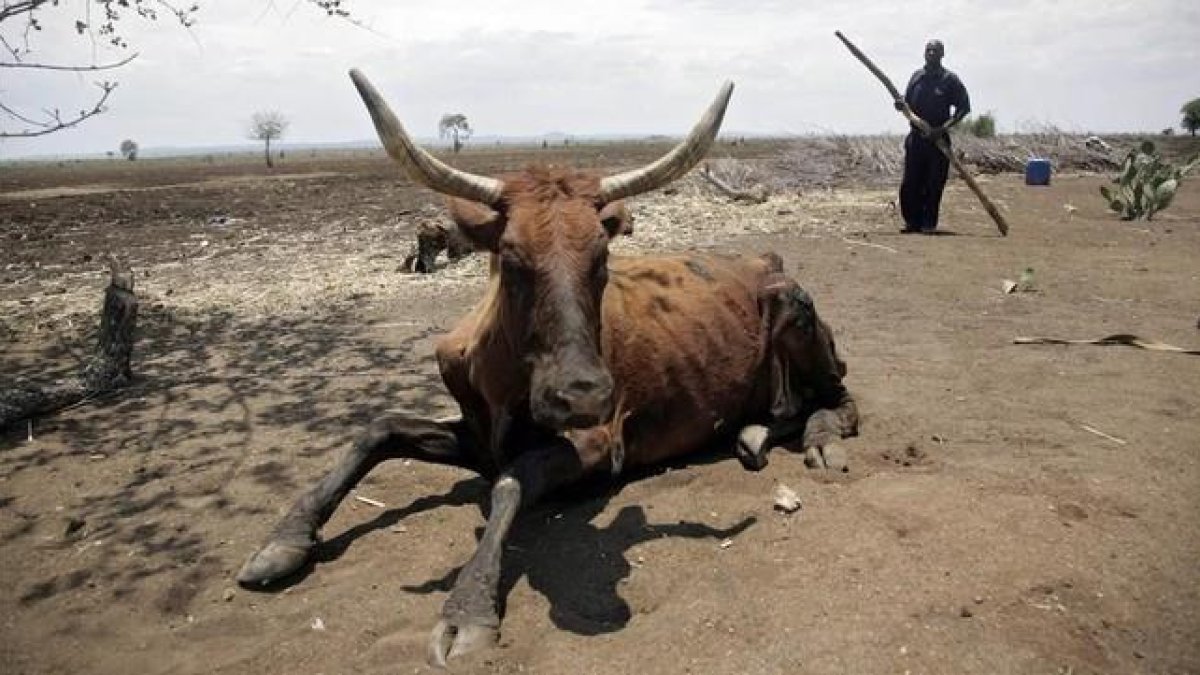 Un ganadero y una vaca exhausta en el área de Chisumbanje, 500 kilómetros al este de Harare, la capital de Zimbabue, el día 15.-EFE / AARON UFUMEL