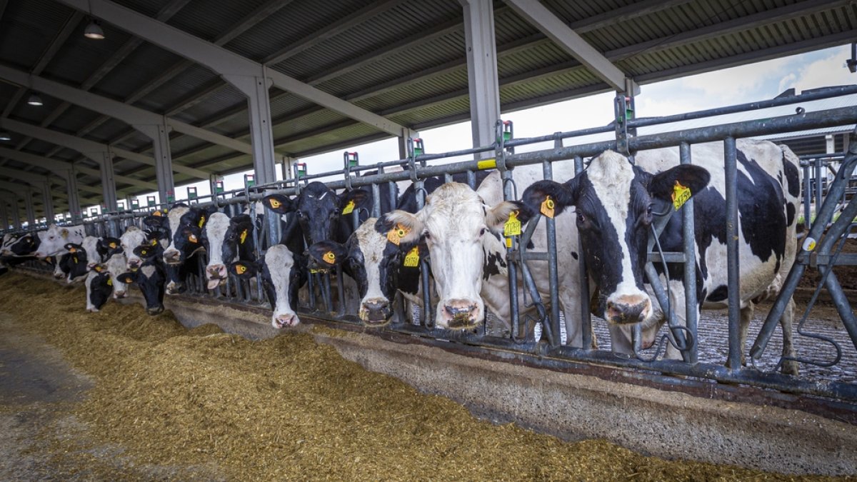 Vacas de la raza Frisona en la granja que Valle de Odieta tiene en Caparroso (Navarra). MARIO TEJEDOR