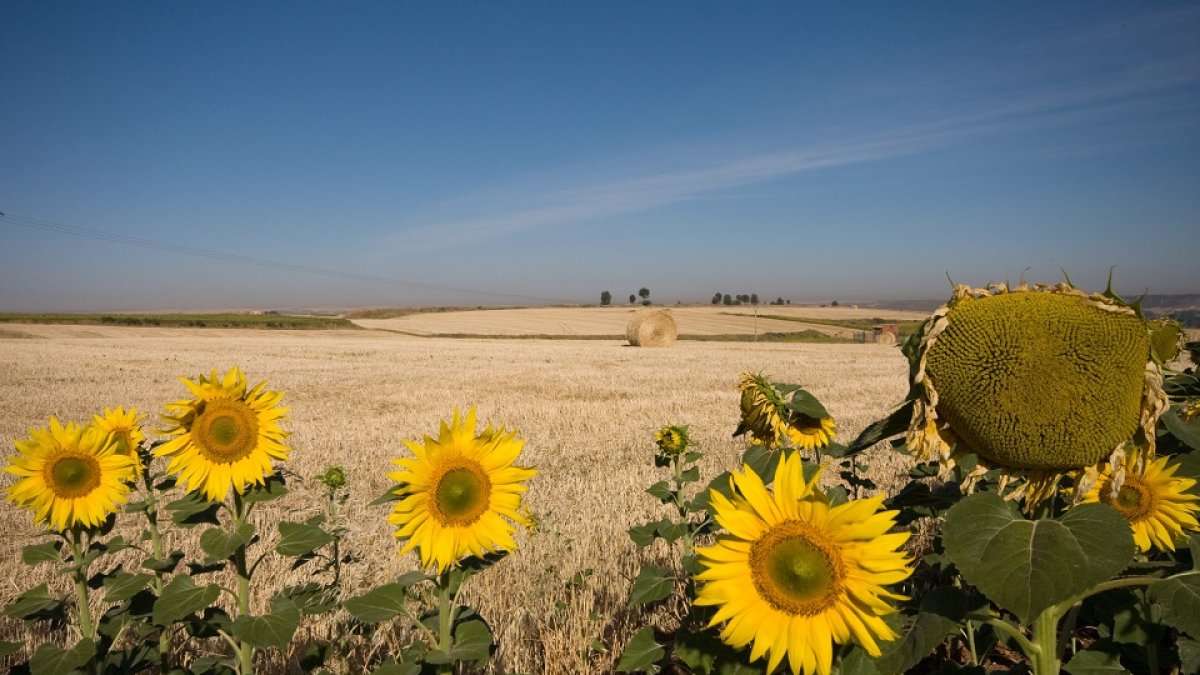 El girasol, cultivo estratégico en la provincia de Burgos, convive con el cereal y otros a expensas de que la presente campaña sea mejor que la anterior.- ECDI