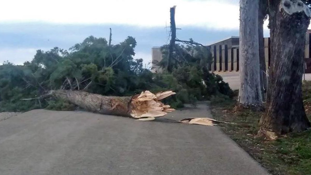 Un árbol caído bloqueó el acceso al yacimiento de Numancia y obligó a su cierre temporal.-ANA IBARGUEN