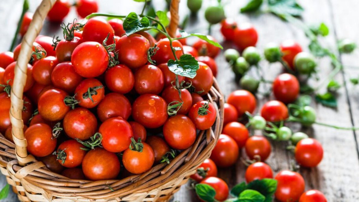 Sobre estas líneas, imagen de unos tomates cherry.