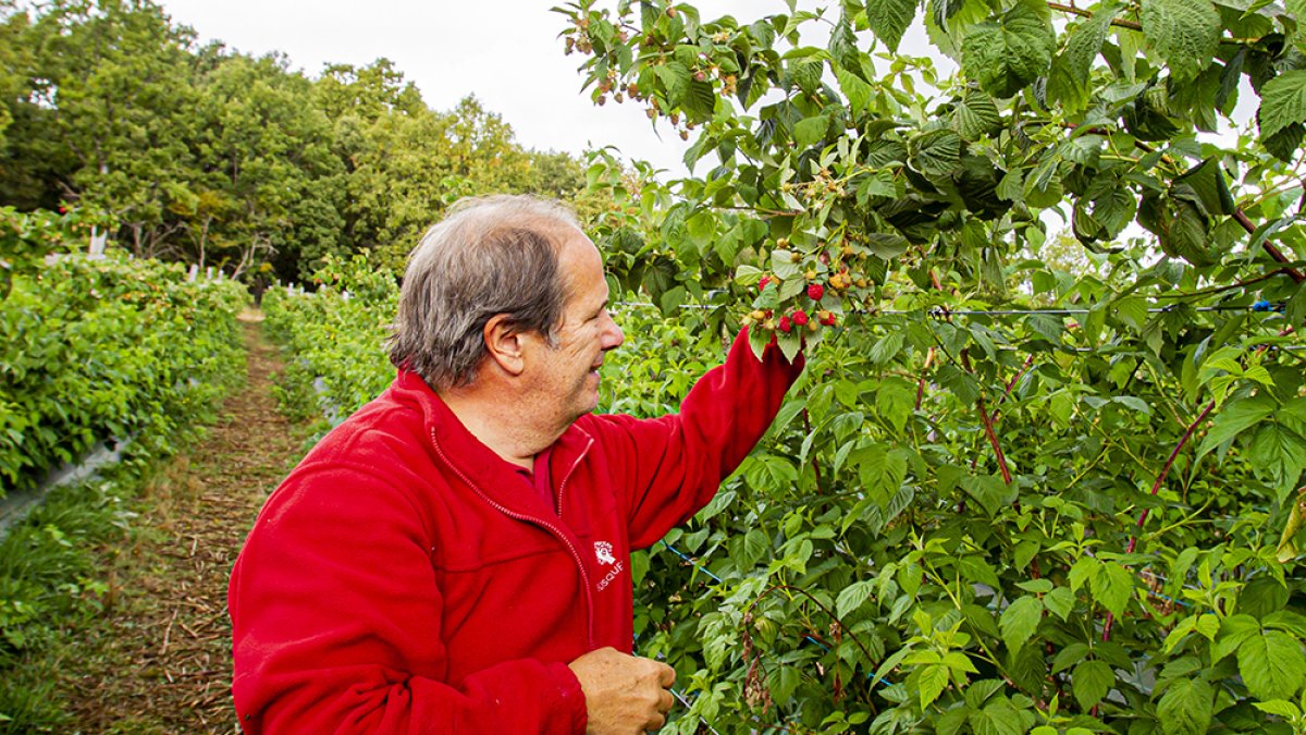 Jorge Jiménez en su finca de frutos rojos en El Royo. MARIO  TEJEDOR