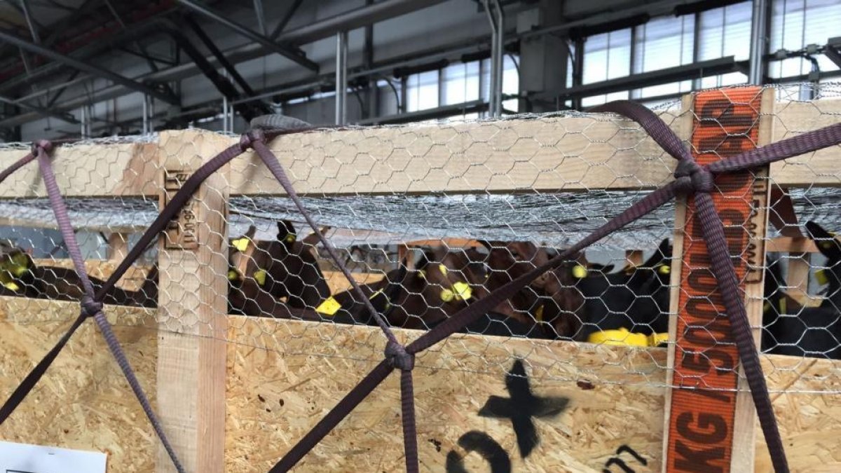 Contenedores de madera donde viajan los animales en el traslado desde el aeropuerto de Barcelona a Irán.-ACRIMUR