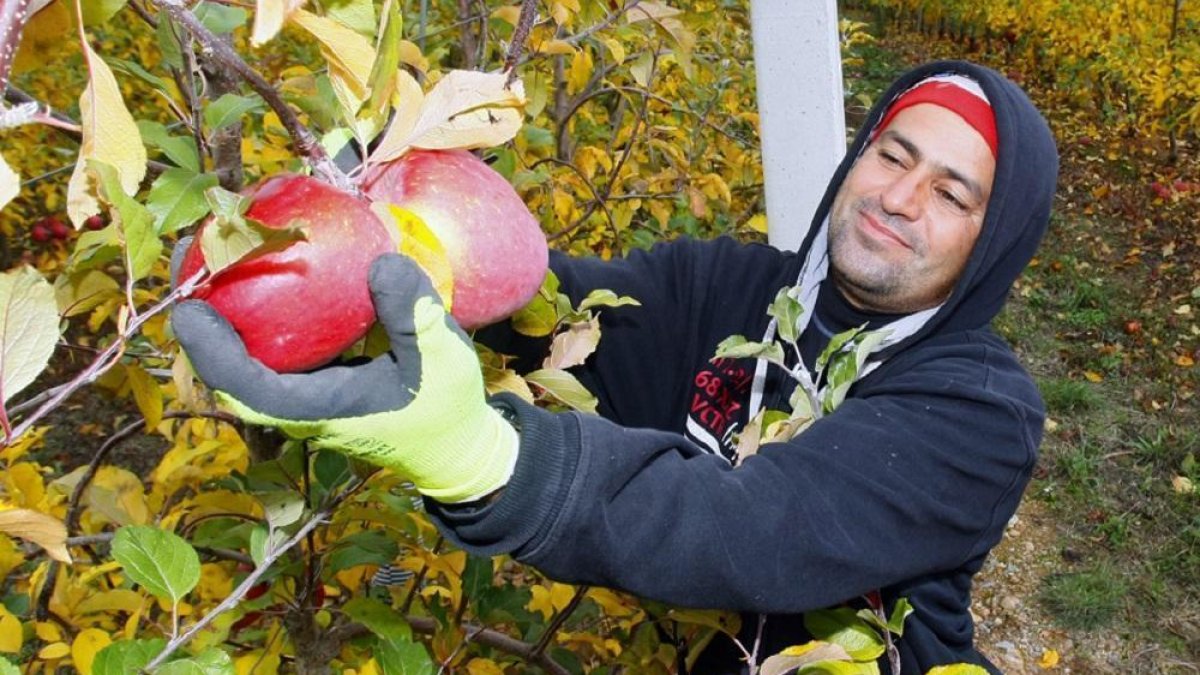 Medio centenar de trabajadores están ahora recogiendo las manzanas para poder concluir esta semana, si el tiempo lo permite. - MARIO TEJEDOR-- MARIO TEJEDOR