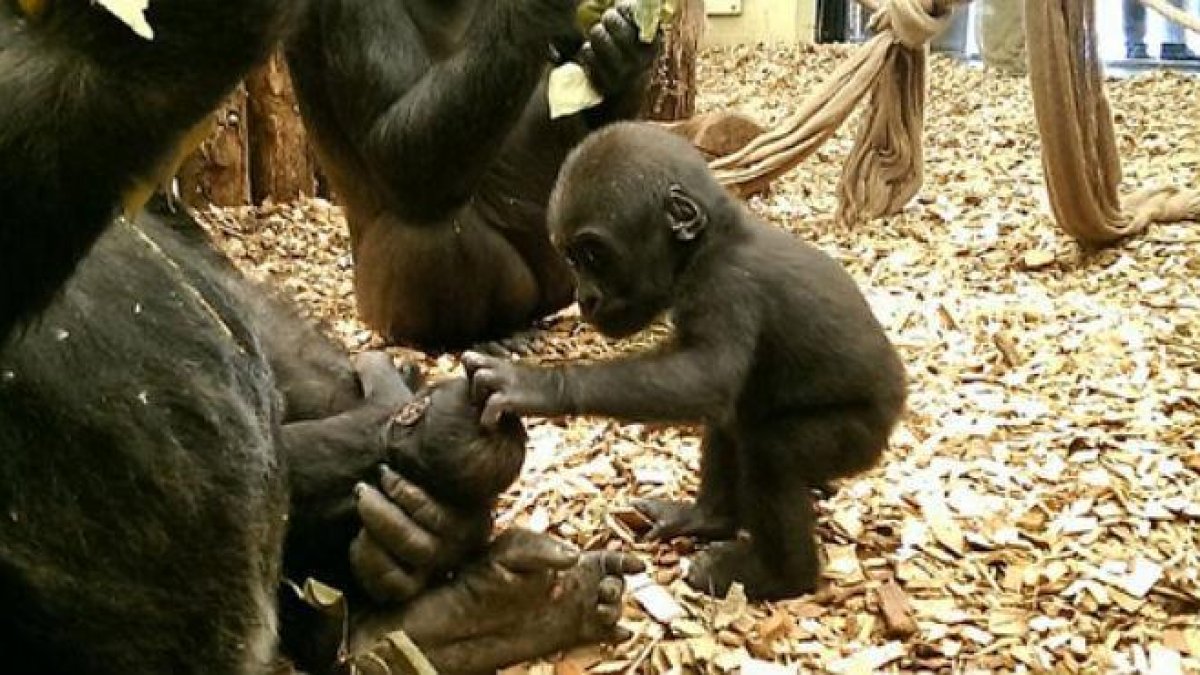 Una gorila de un añito da la bienvenida entre caricias a su hermanito, de tan solo dos semanas, y en manos de su madre todo el día.-ZSL ZOOLOGICAL SOCIETY OF LONDON