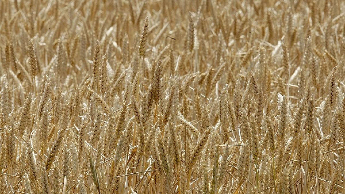 Campos de cereal en la provincia de Soria. HDS