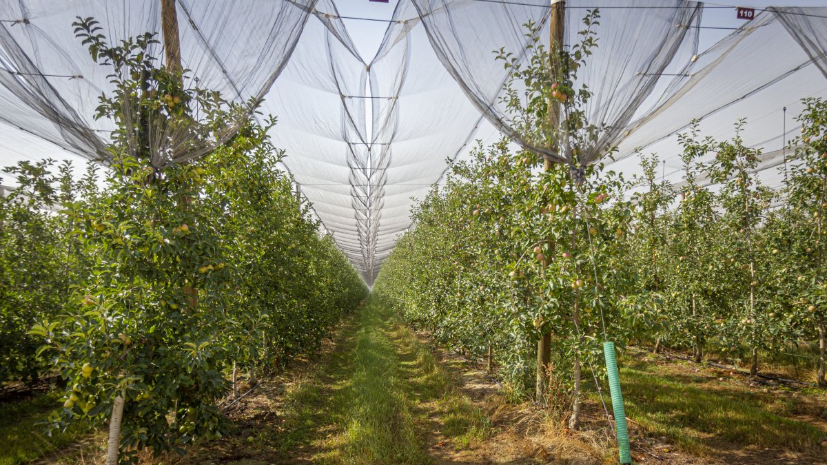 Manzanos en las plantaciones de Nufri. HDS