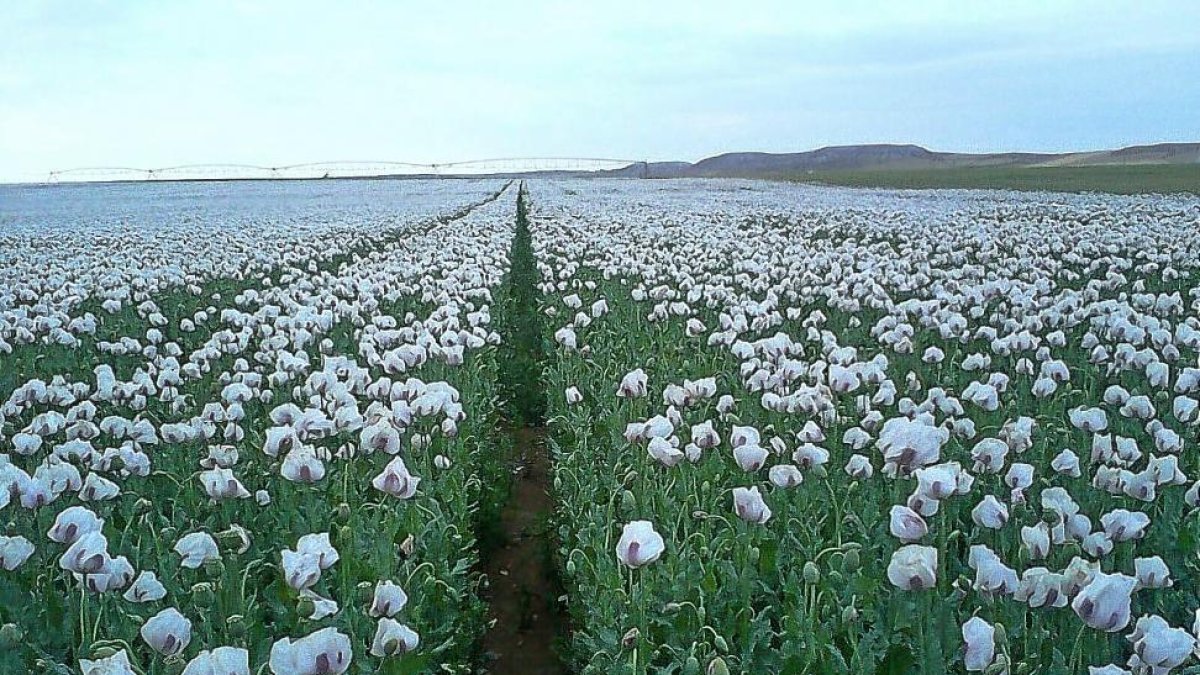 campo de la planta de adormidera