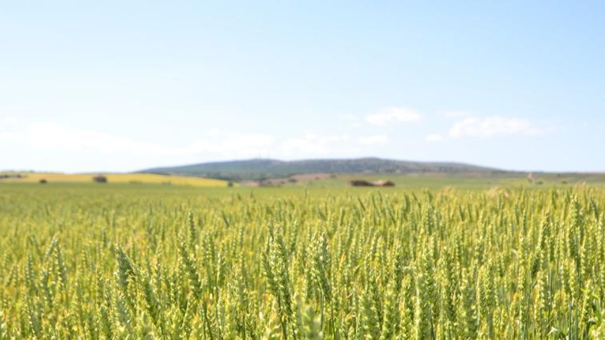 Cultivos de trigo en la provincia de Soria.-V. G.