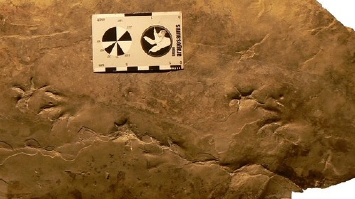 Huellas de cocodrilo prehistórico halladas en Bretún, Soria. DICYT