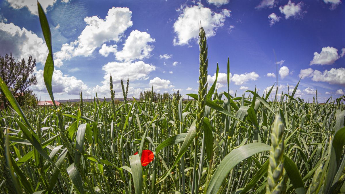 Campo de espelta en ecológico en Soria. MARIO TEJEDOR