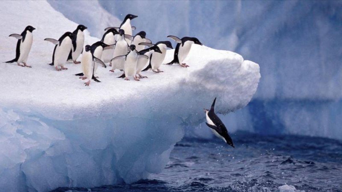 Pingüinos en la Antártida-ARCHIVO