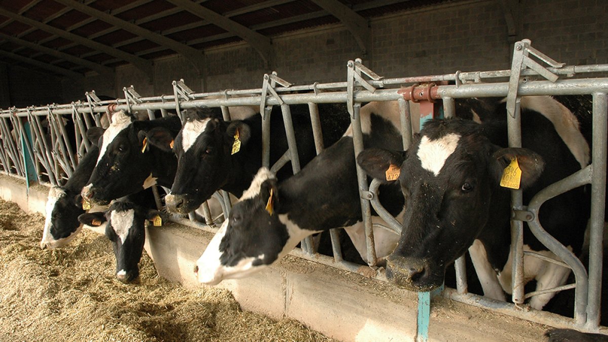 Vacas lecheras de Ventosa HDS