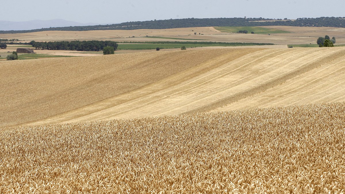 Imagen de un campo de cereal en la provincia.-HDS