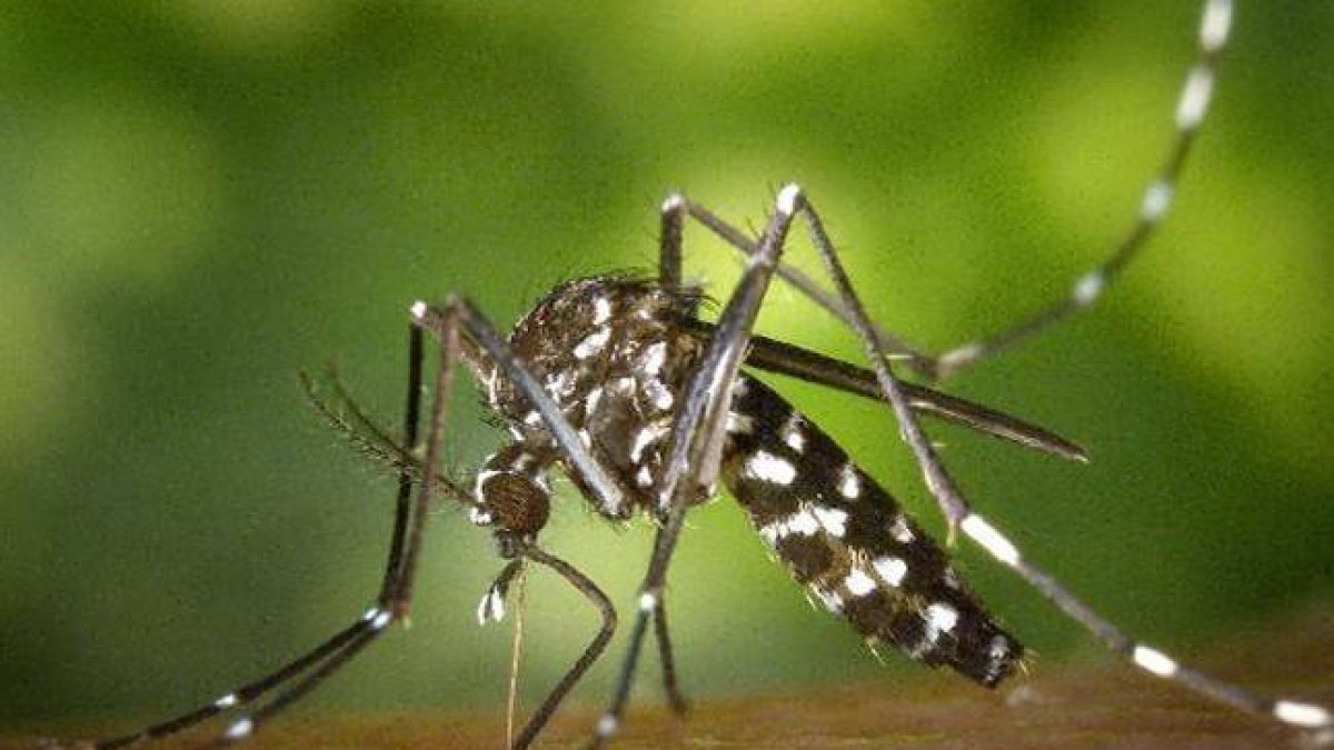 Un mosquito tigre o 'Aedes albopictus, insecto originario de Asia cuyas poblaciones se han consolidado en varios países del sur de Europa. Es un vector potencial de transmisión de enfermedades como el dengue o el chikungunya.-