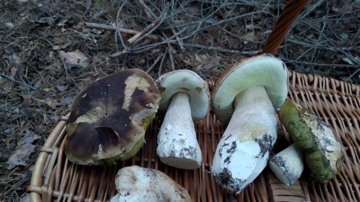 Ejemplares de boletus sorianos sobre una cesta de mimbre.-TOÑO CARRILLO