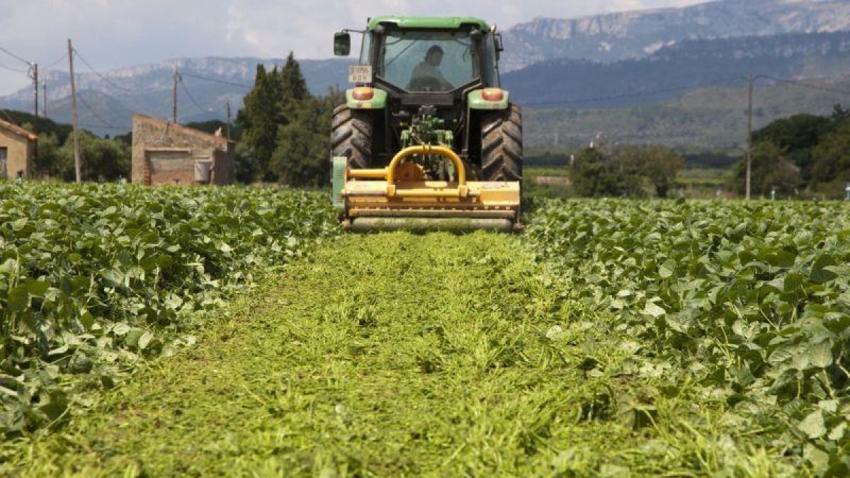 Trituración de cultivos de judía verde en Montroig del Camp que destruyen, por falta de demanda europea.-XAVIER MOLINER (EL PERIODICO)