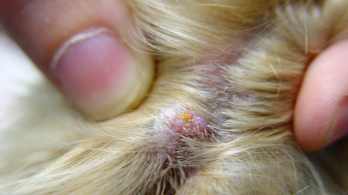 Ácaros entre el pelaje de un perro afectado en una imagen donde se observa su minúsculo tamaño. / JOSÉ LUIS SERRANO-