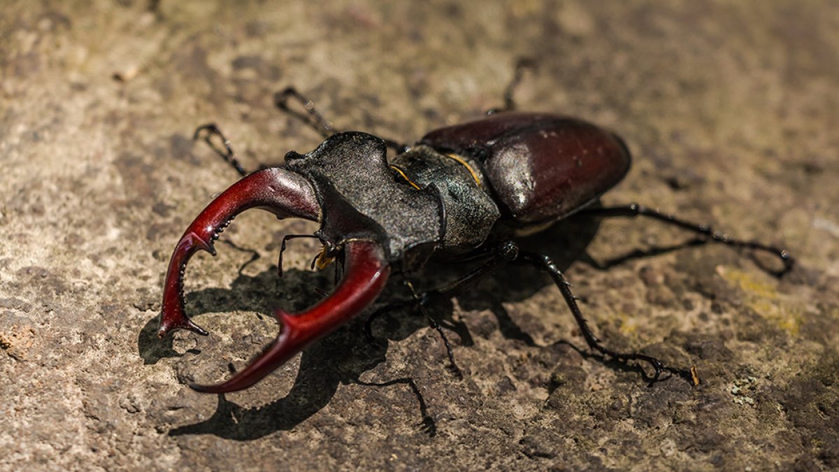 Un escarabajo.-HDS
