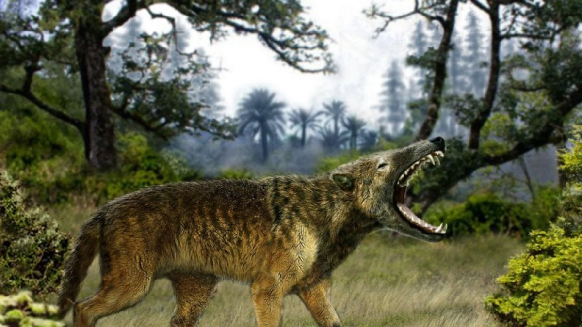 Hyaenodon.-www.mundoprehistórico.com